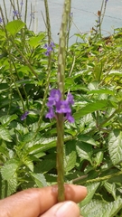 Stachytarpheta jamaicensis
