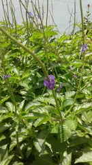 Stachytarpheta jamaicensis
