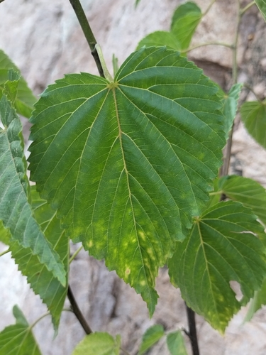 Image of Waltheria Acuminata (Waltheria acuminata) by no rights reserved