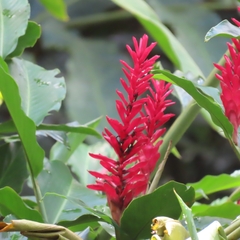 Alpinia purpurata image