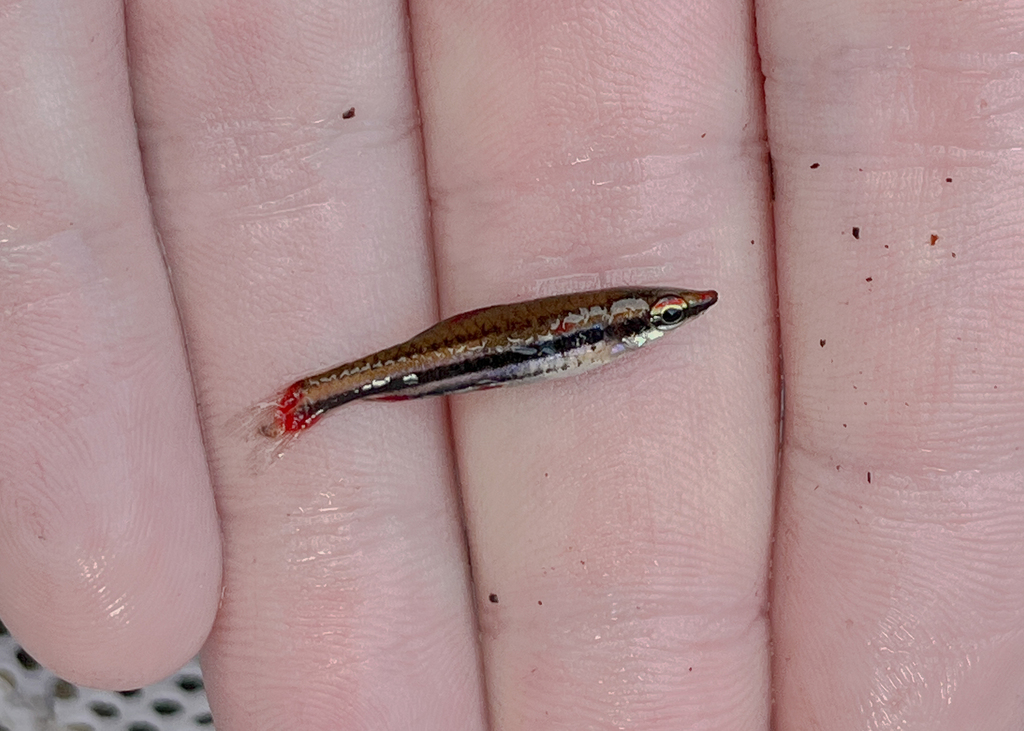 Threebanded pencilfish (Nannostomus trifasciatus) — Lebiasinidae