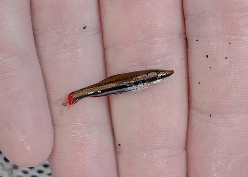 Threebanded pencilfish (Nannostomus trifasciatus) — Lebiasinidae
