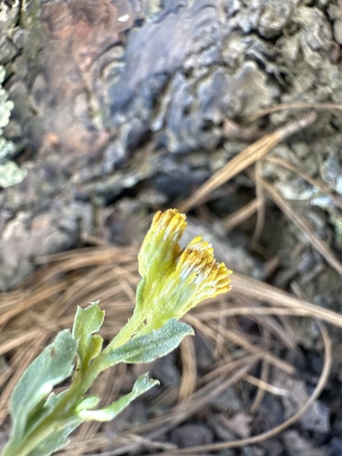 Isocoma veneta, photograph 6