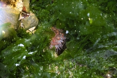 Image of Bunodosoma cangicum