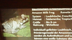 Trachycephalus resinifictrix