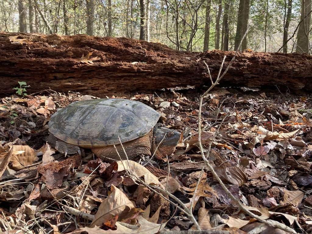 Common Snapping Turtle from Congaree National Park, Gadsden, SC, US on ...