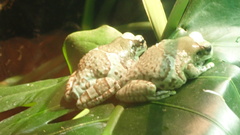 Trachycephalus resinifictrix