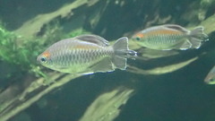Phenacogrammus interruptus