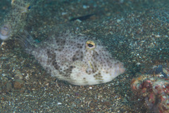 Pseudomonacanthus macrurus