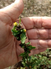 Malvastrum americanum