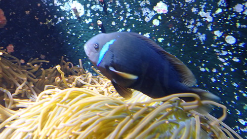 Amphiprion frenatus
