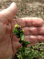 Malvastrum americanum