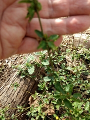 Malvastrum americanum