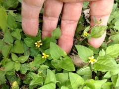 Calyptocarpus vialis