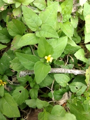 Calyptocarpus vialis