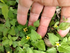 Calyptocarpus vialis