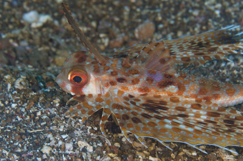 Oriental Flying Gurnard
