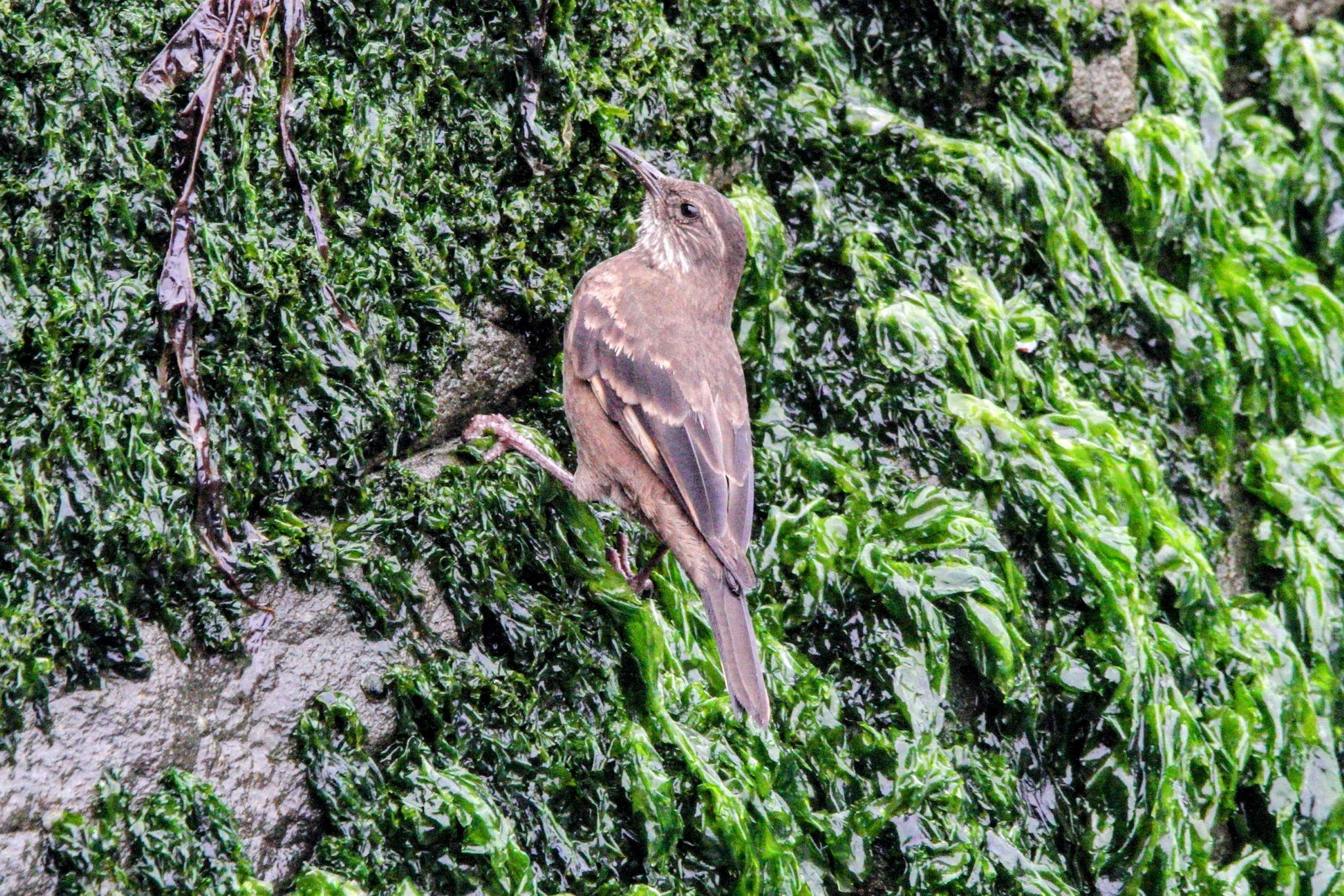 Peruvian Seaside Cinclodes (Cinclodes taczanowskii), photo 10