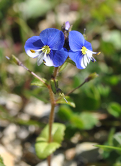 Veronica syriaca