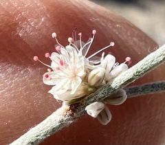 Eriogonum baileyi