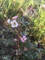Chylismia