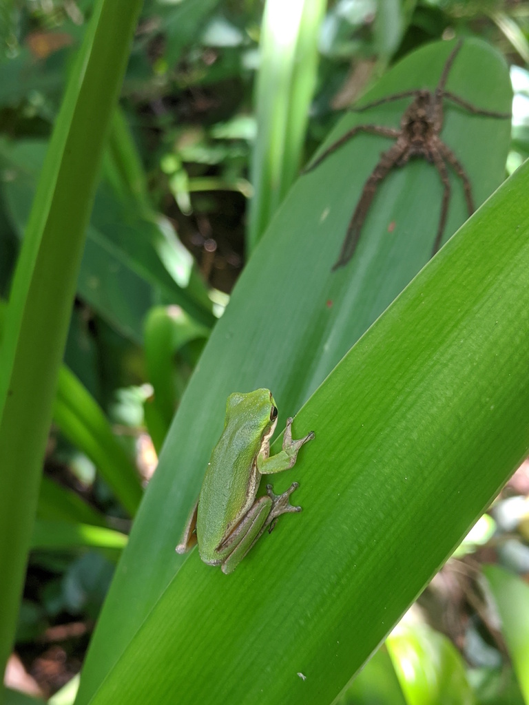 Eastern Dwarf Tree Frog from Coquette Point QLD 4860, Australia on ...