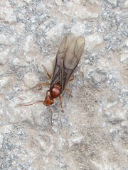 Prenolepis nitens