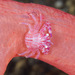 Lissoporcellana quadrilobata - Photo (c) Mark Rosenstein, algunos derechos reservados (CC BY-NC), subido por Mark Rosenstein