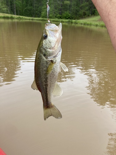 Forelbaars (Micropterus salmoides) — Centrarchidae — 3