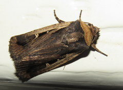 Proteuxoa tortisigna