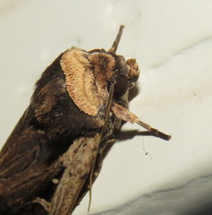 Proteuxoa tortisigna
