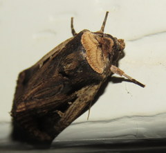 Proteuxoa tortisigna