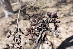 Eucalyptus albens