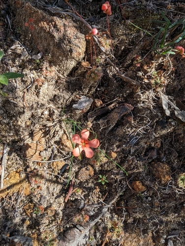 Drosera walyunga