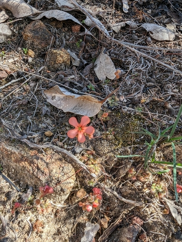 Drosera walyunga