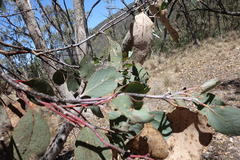 Eucalyptus albens