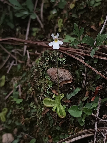 Pinguicula crenatiloba