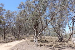 Eucalyptus albens