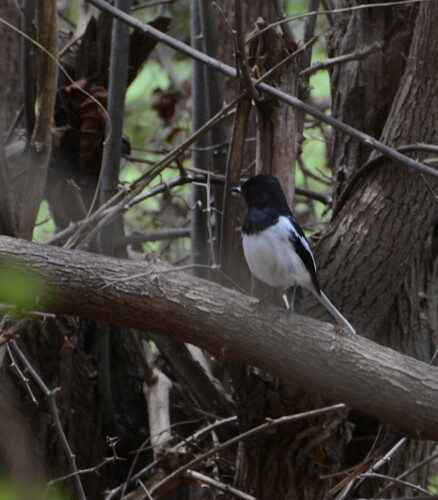 Madagaskarschama (Copsychus albospecularis)