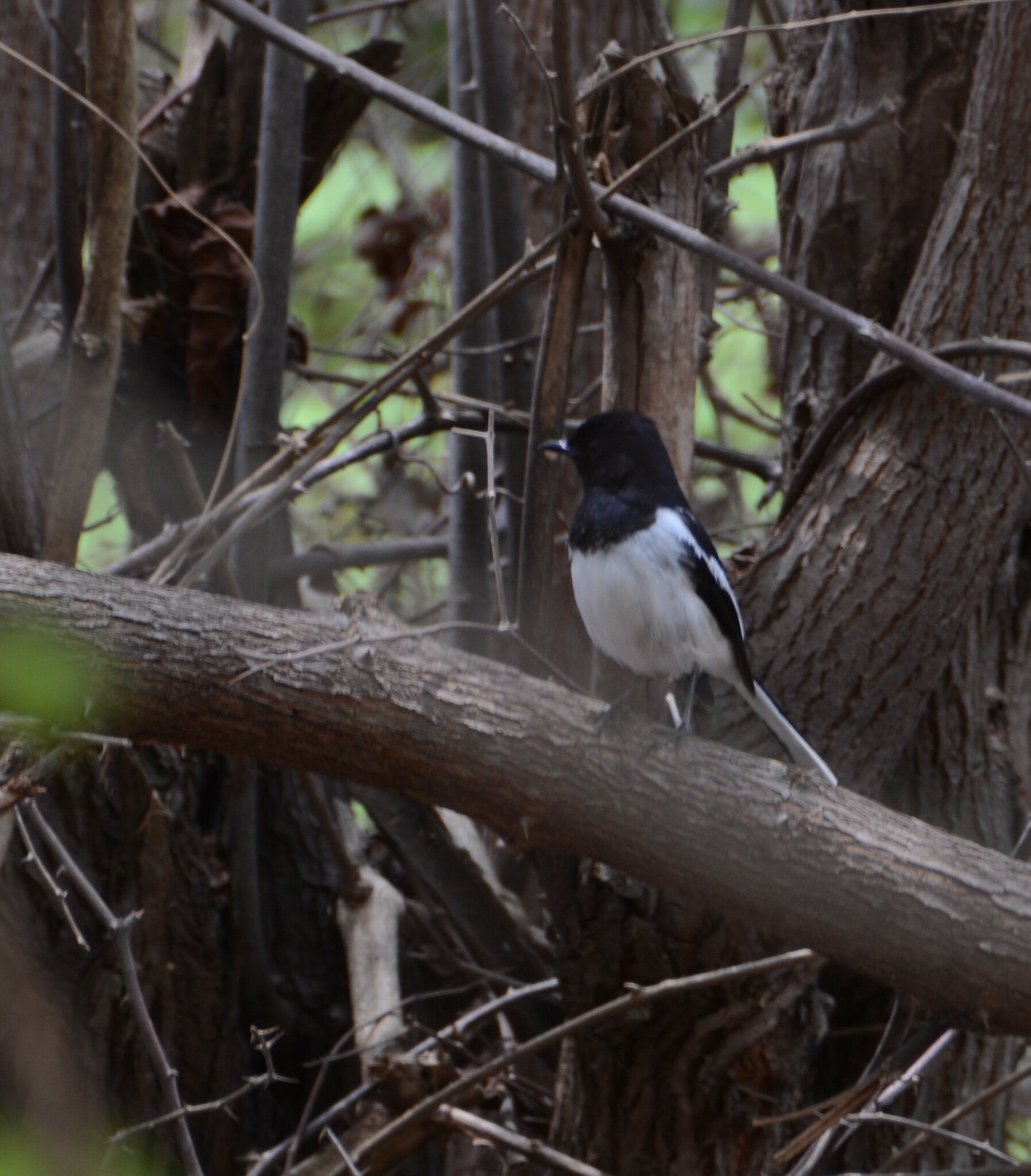 Madagascar Magpie-Robin illustration