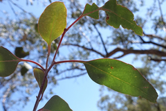 Eucalyptus albens