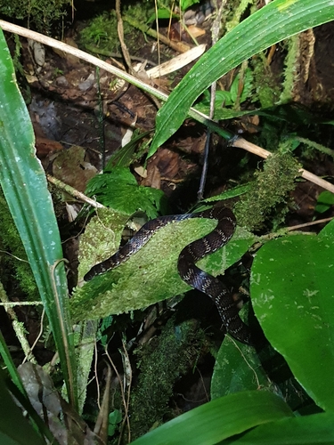Atractus touzeti