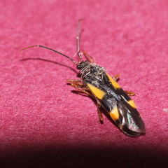 Dryophilocoris flavoquadrimaculatus