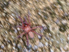 Myrmekiaphila comstocki