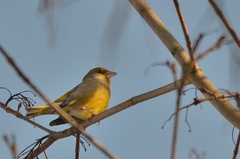 Chloris chloris
