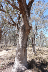 Eucalyptus albens