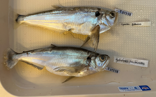 Payara (Hydrolycus scomberoides) — Cynodontidae