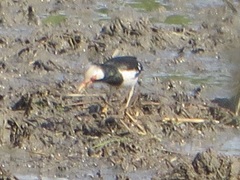 Gracupica floweri