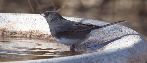 Dark-eyed Junco photographed in Oklahoma