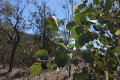 Eucalyptus albens